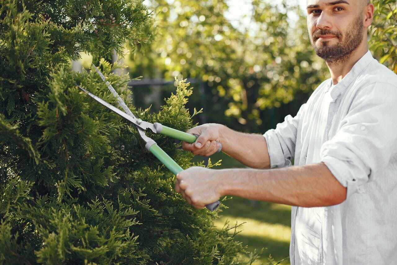 Best Large Tree Removal  in USA